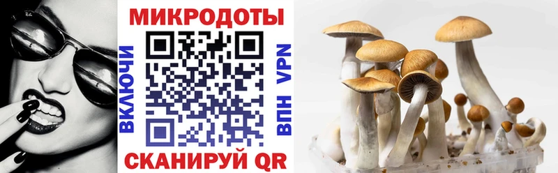 блэк спрут как войти  наркота  Киселёвск  Псилоцибиновые грибы Cubensis 